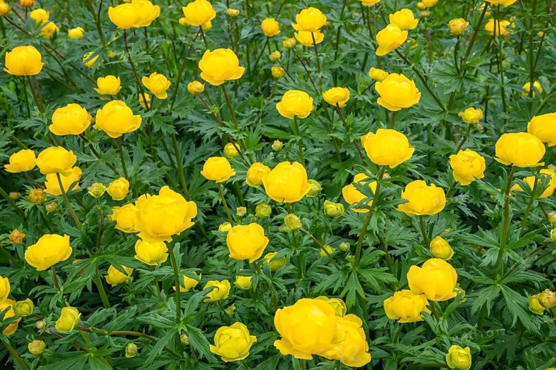 Troll flowers (Trollius europaeus), Alvdal, Hedmark, Innlandet, Norway, June 2026