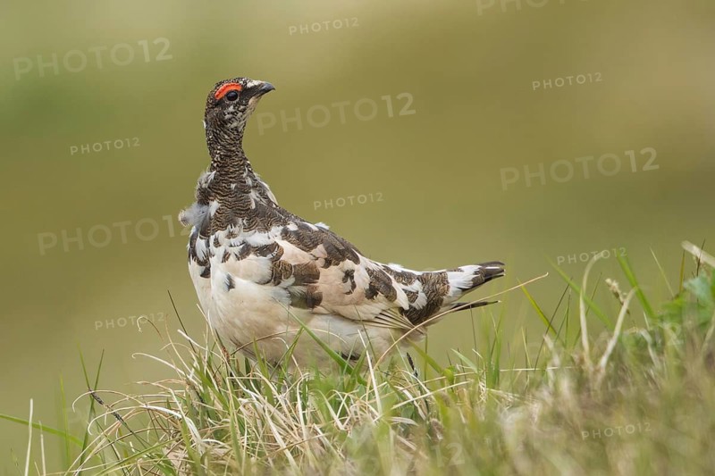 Rock Ptarmigan (Lagopus muta) in field, Iceland