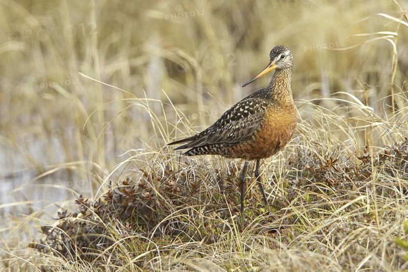 Hudsonian Godwit (Limosa haemastica) male, Manitoba, Canada