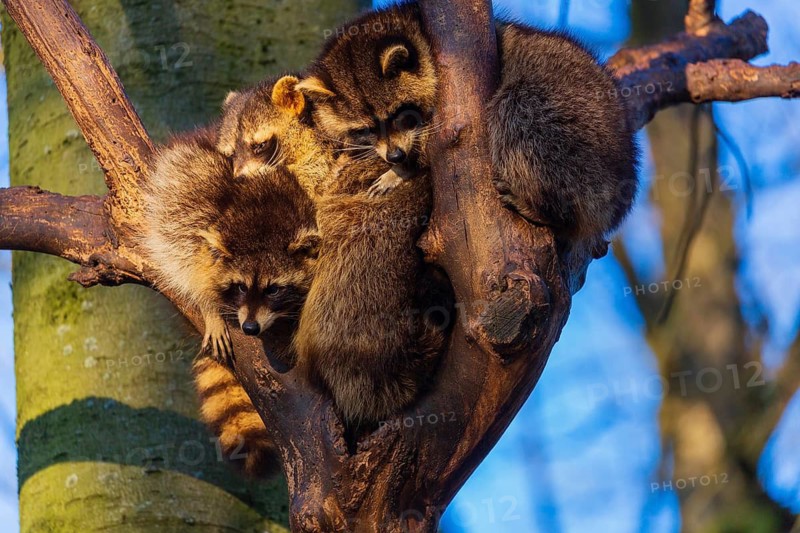 A group of raccoons sitting high in a tree