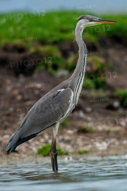 Ardea cinerea, heron, gray heron, birds, ciconiiformes, high size, portrait, heron, walking birds, wading birds, birds
