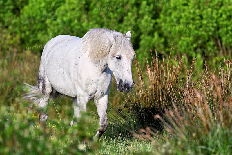 Camargue horse (Equus caballus), mare running across a meadow, Saintes-Marie-de-la-Mer, Camargue, southern France, France