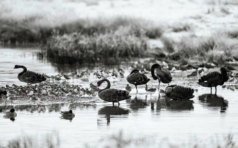 Black Swan, Cygnus atratus, birds on a winter marshes at dawn in black and white