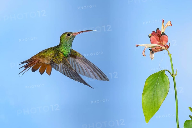 Buff-bellied Hummingbird (Amazilia yucatanensis) feeding on flower nectar, Texas, USA