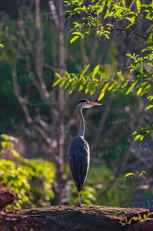 One Grey Heron, Ardea cinerea, stands on a rock, green leaves in backlight are around him