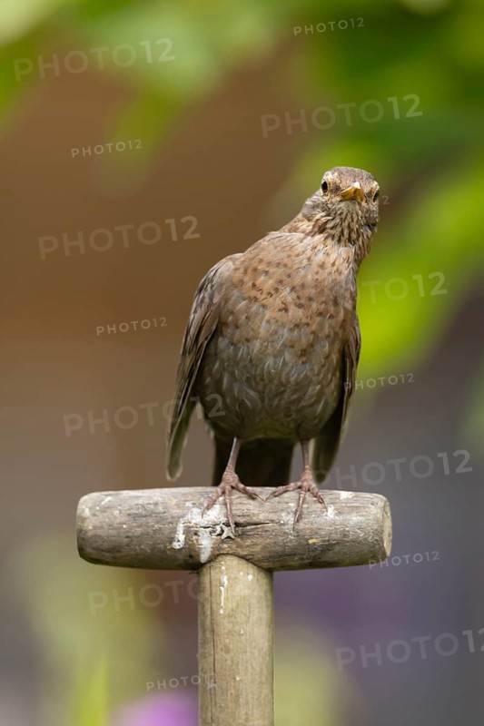 Eurasian blackbird (Turdus merula) adult female garden bird on a fork handle, England, United Kingdom