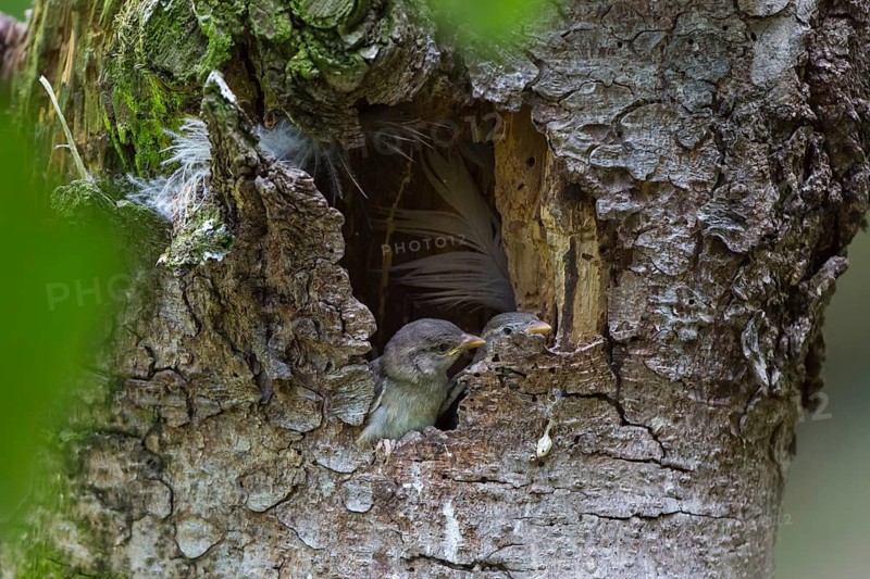 Two hatchlings house sparrow, Passer domesticus, sitting in their nest in a hole in a tree