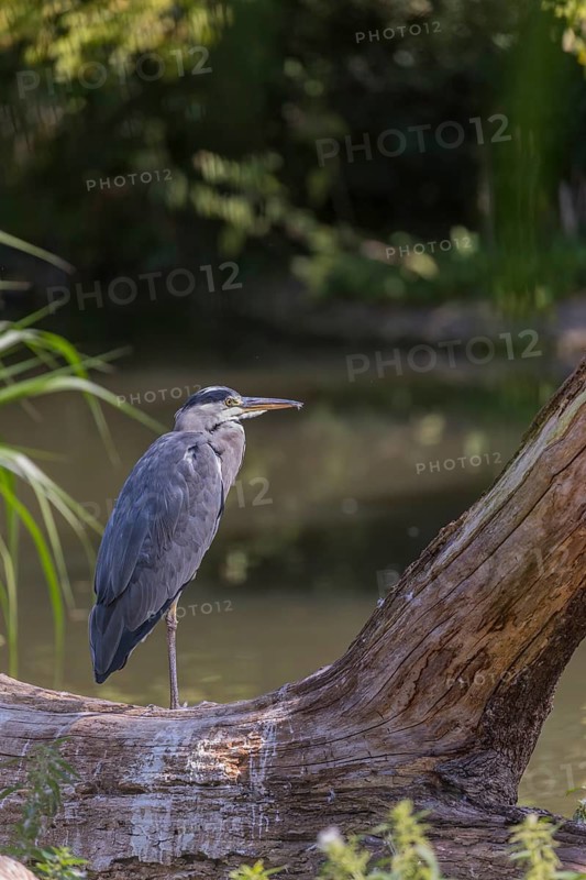 One Grey Heron, Ardea cinerea, standing on a log, green reed grass in the background