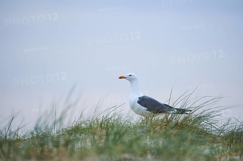 Yellow-legged gull (Larus michahellis) standing in the grass, Düne, Helgoland, Schleswig-Holstein, Germany