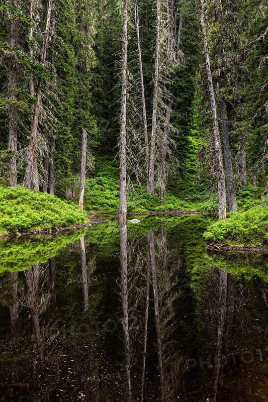 Rauris Primeval Forest, Landslide Forest and Alpine Highmoor, Rauris Valley, Hohe Tauern National Park, Alps, Kolm Saigurn, Rauris, Austria