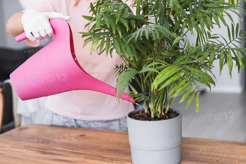 A person is pouring water into a potted plant using a bright pink watering can. The setting features a wooden table and a home interior. The activity is focused on plant care