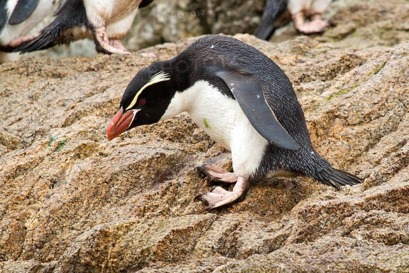 Snares Penguin (Eudyptes robustus), Snares Islands, New Zealand