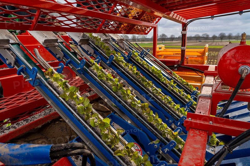 Lettuce plants, in press pots, they are planted in a field with a planting machine, agriculture, spring
