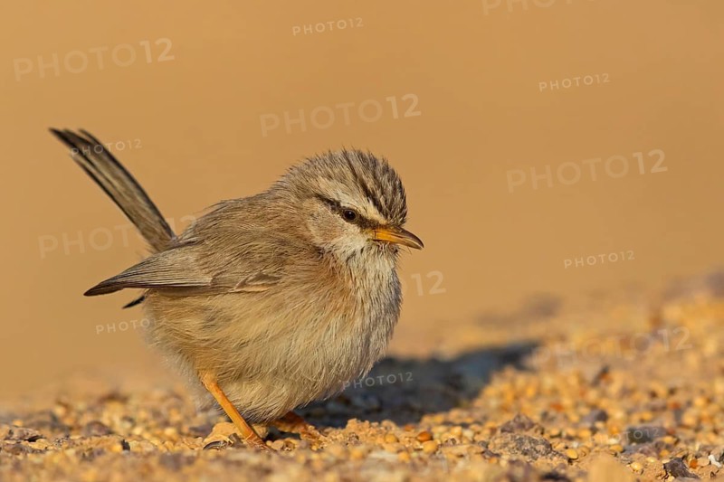 Wüstenprinie, Scotocerca inquieta, African Scrub-Warbler, Scrub Warbler Streaked Scrub Warbler, Streaked Scrub-warbler