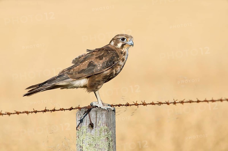 Brown Falcon (Falco berigora), Victoria, Australia