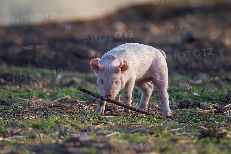 Domestic pig (Sus scrofa domesticus) juvenile baby piglet farm animal playing with a stick in a field in summer, England, United Kingdom