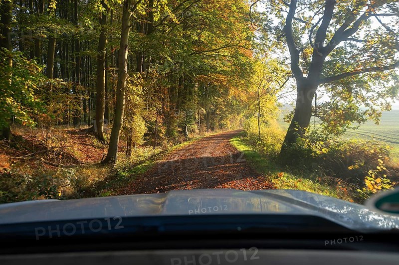 Driving through an autumn forest in the morning, Mecklenburg-Vorpommern, Germany
