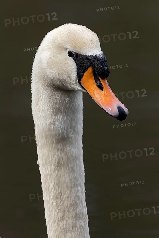 Mute Swan (Cygnus olor), Baden-Wuerttemberg, Germany