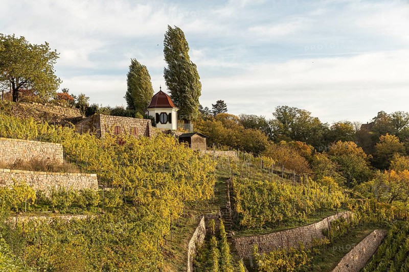 In the autumn-coloured vineyards of the Goldener Wagen steep slope with guardian's house, Oberlößnitz, Radebeul, Saxony, Germany