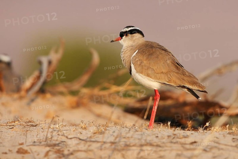 Crowned Lapwing (Vanellus coronatus), Namibia