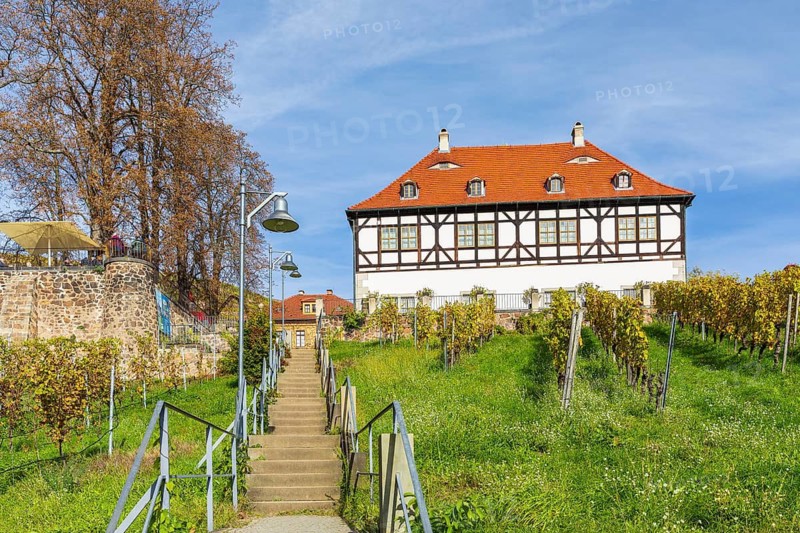 Ascent to the Berg- und Lusthaus of the Hoflößnitz, on the left the chestnut terrace, autumn, Oberlößnitz, Radebeul, Saxony, Germany