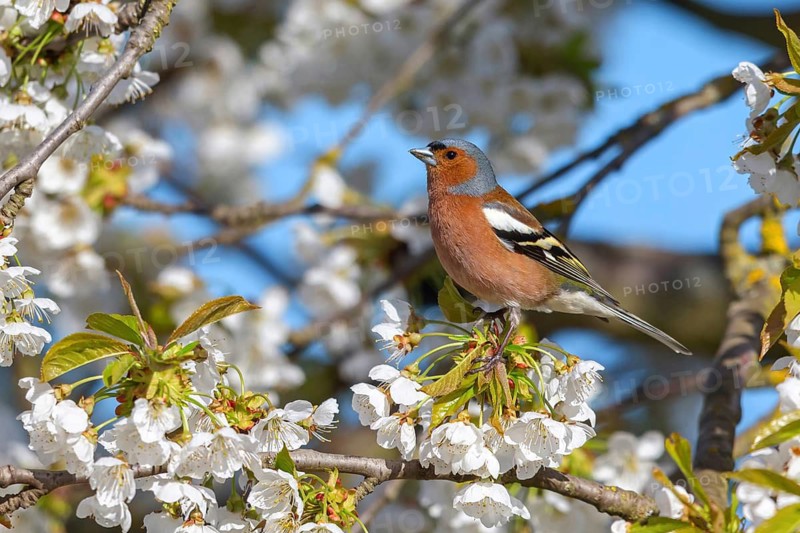 Common chaffinch (Fringilla coelebs), Bad D¸rkheim district, Wachenheim an der Weinstra?e, Rhineland-Palatinate, Germany