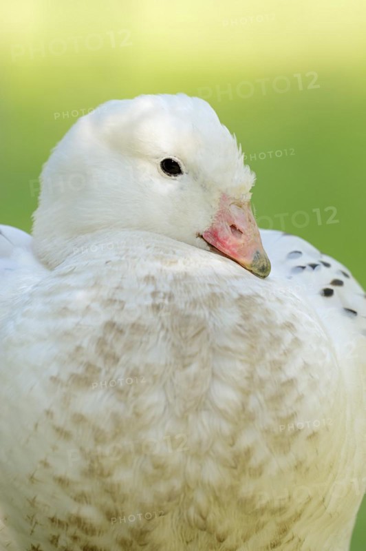 Upland goose (Chloephaga picta), male, portrait, captive, occurrence in South America