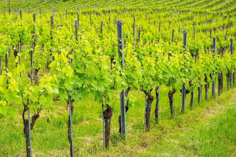 Landscape of the wine yards growing on the hills of southern styria, Austria