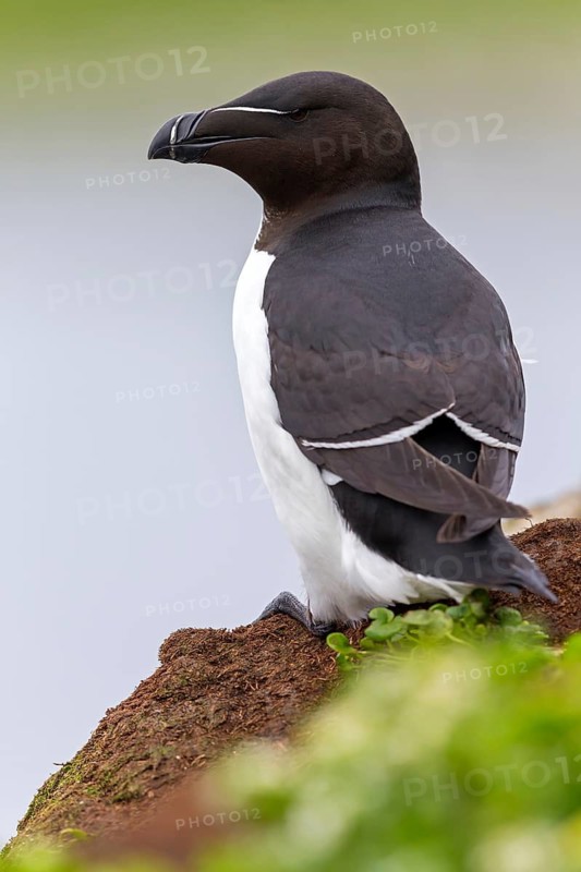 Tordalk, Razorbill, Alca torda, Pingouin torda, Petit Pingouin, Alca Común