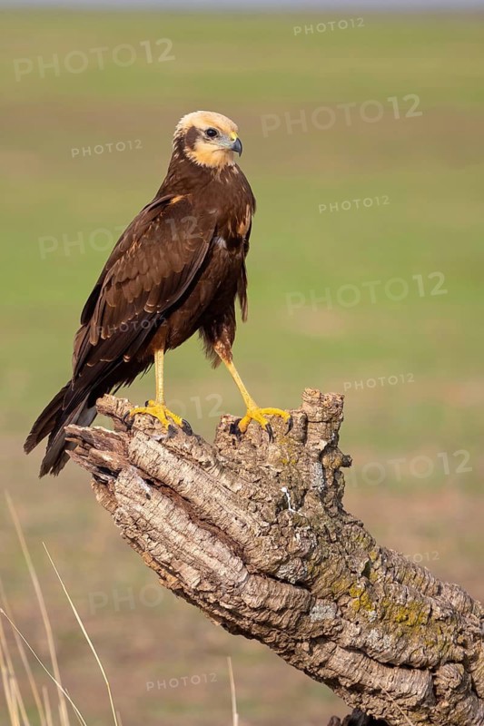 Western marsh-harrier (Circus aeruginosus), perch, Hides de El Taray / Raptor Hide, Villafranca de los Caballeros, Castilla La Mancha / Toledo, Spain