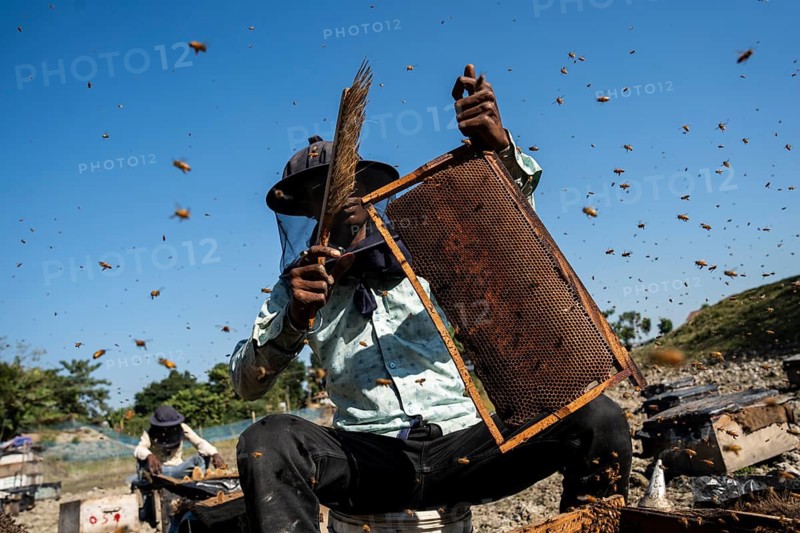 Beekeeper pulls honeycombs out of beehives to extract honey in a honey production unit near a mustard field on December 17, 2024 in Barpeta, India.