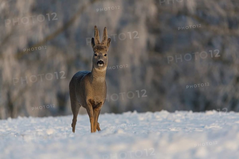One male Roe Deer, (Capreolus capreolus), walking over a snowy meadow. Snow covered trees in the background