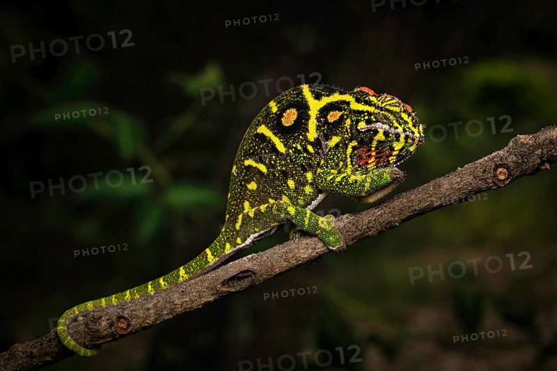 A female chameleon of the genus Furcifer minor, in the central highlands of Madagascar