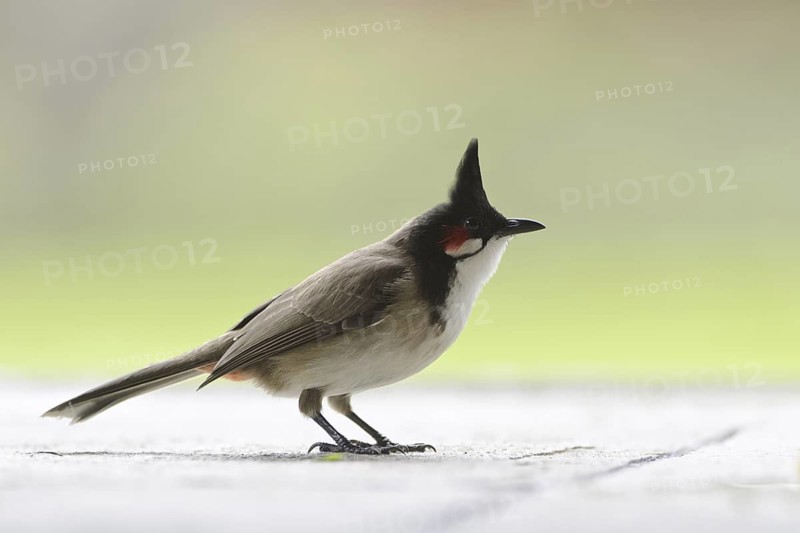 Red-whiskered Bulbul (Pycnonotus jocosus), Mauritius