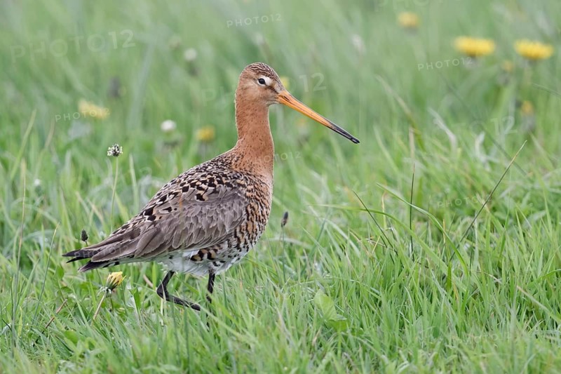 Im saftig grünen Gras... Uferschnepfe *Limosa limosa* im Frühling