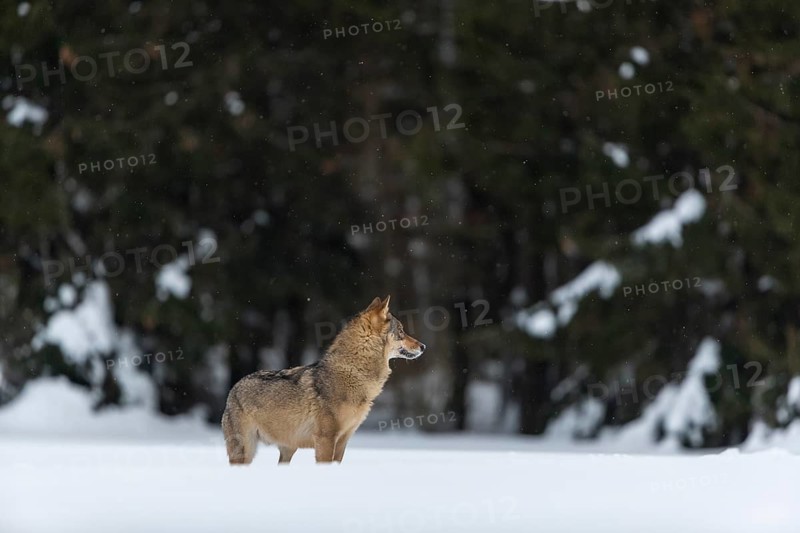 One male eurasian gray wolf (Canis lupus lupus) walking thru deep snow with a forest in the background