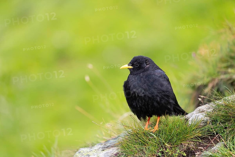 One young Alpine chough or yellow-billed chough (Pyrrhocorax graculus) stands on grass covered rocks in the Grossglockner Mountains region