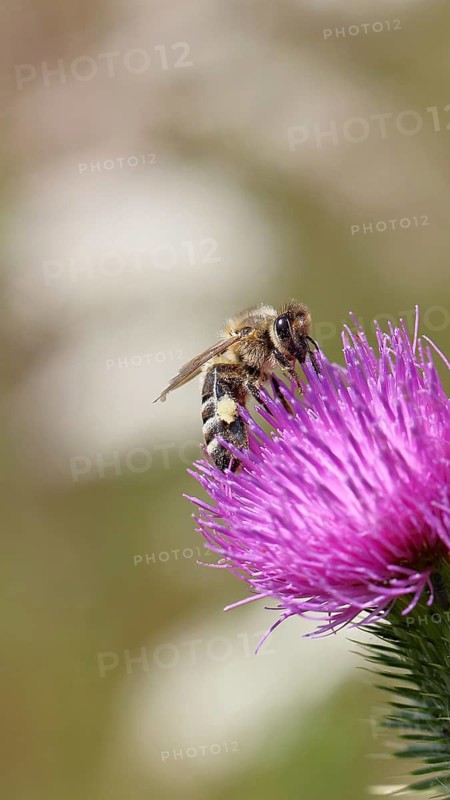 European honey bee (Apis mellifera), collecting nectar from a thistle flower (Cirsium arvense), macro photograph, Wilnsdorf, North Rhine-Westphalia, Germany
