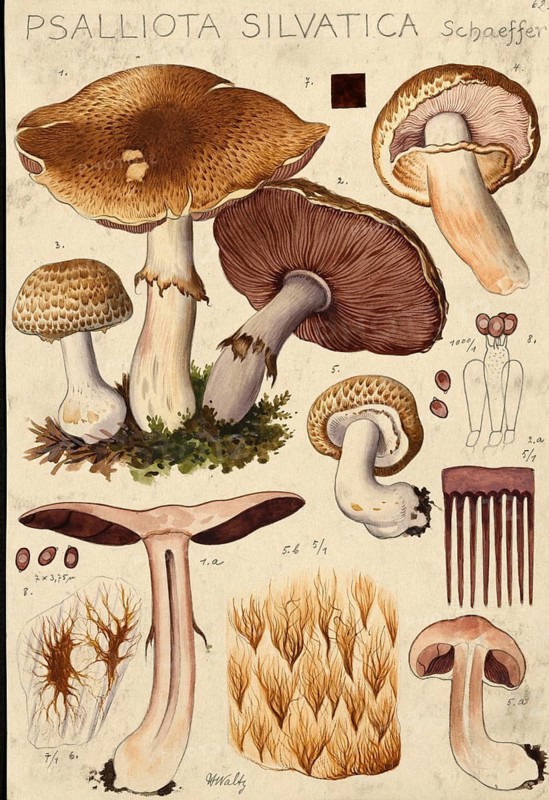 Mushroom, fungi, Psalliota silvatica, Agaricus haemorrhoidarius, authentic reproduction of an illustration by Hans Walty (1868-1948) from about 1915, historical
