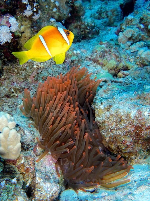 Bubble anemone (Entacmaea quadricolor)