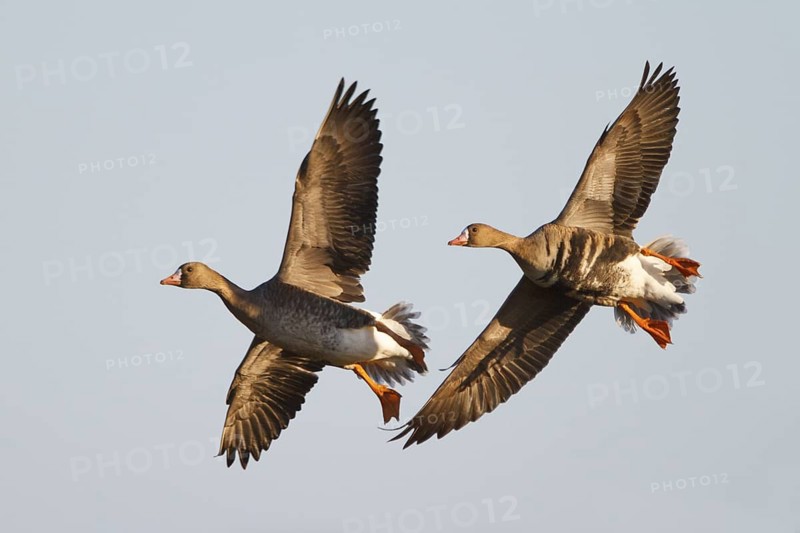 Greater White-fronted Goose (Anser albifrons) juvenile and adult flying, North Rhine-Westphalia, Germany