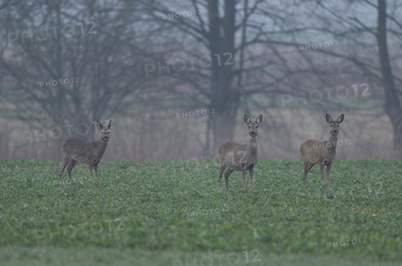 European roe deers (Capreolus capreolus) with winter coat standing on a grain field, (L-R), buck fawn, doe, roe deer, wildlife, Thuringia, Germany