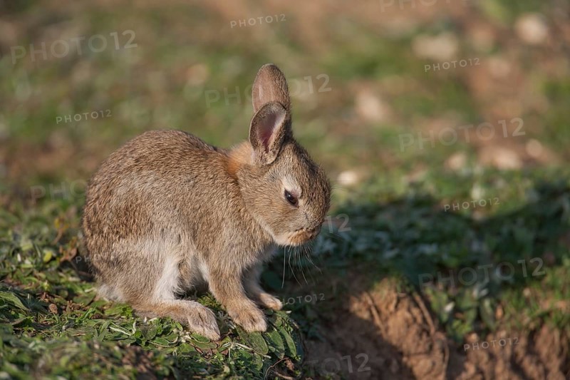 Rabbit (Oryctolagus cuniculus) juvenile baby bunny wild mammal resting by its burrow in the countryside in spring, England, United Kingdom