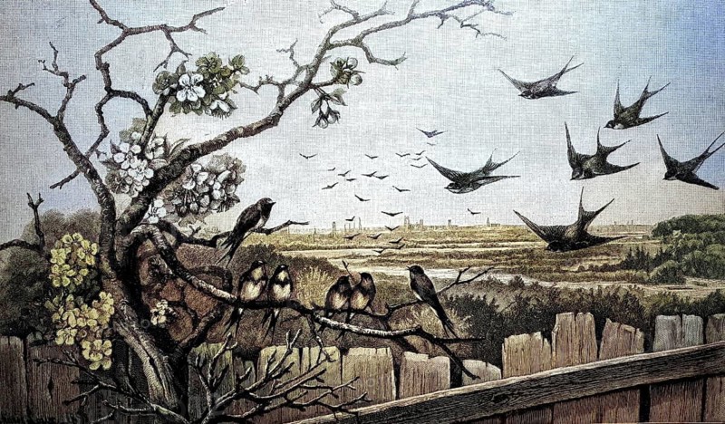Swallows in spring, tree blossom, Deutschland, 1880 / Schwalben im Frühling, Baumblüte, 1880, Historisch, historical, digital improved reproduction of an original from the 19th century / digital reproduction of an original from the 19th century