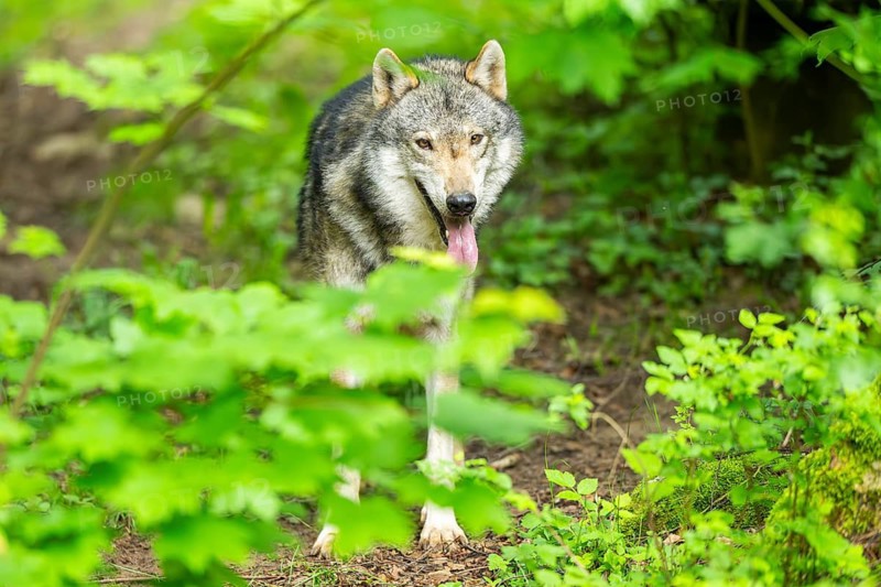 European gray wolf (Canis lupus lupus) in the forest, Germany