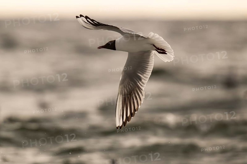 Black-headed gull (Chroicocephalus ridibundus) in summer plumage, flying above the sea surface, looking for small fish, near Hvide Sande, Ringkøbing Fjord, North Sea, Denmark