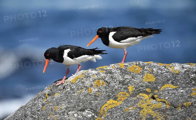 Oystercatcher, (Haematopus ostralegus) on a rock on the coast of Norway