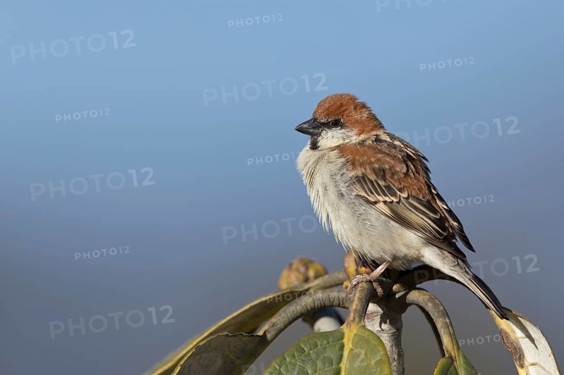 Russet Sparrow (Passer rutilans cinnamomeus) male, Thimphu, Bhutan