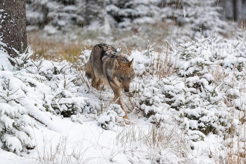 One young male eurasian gray wolf (Canis lupus lupus) running towards the camera over a snow covered meadow during snowfall. White meadow and dark forest in the background