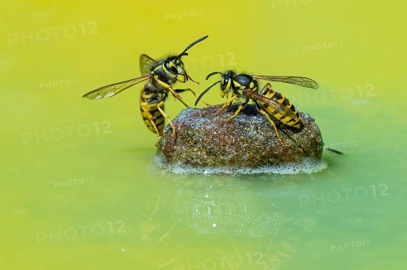Wasps (Vespinae), Vechta, Lower Saxony, Germany